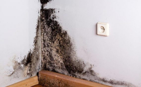 Mould Consulting, Mould Services, Mould Growth